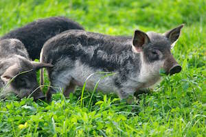 Mangalica farma - manufakrúra, chov  mangalíc a predaj mäsových výrobkov 