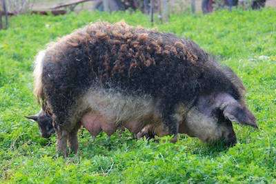 Mangalica farma - manufakrúra, chov  mangalíc a predaj mäsových výrobkov 