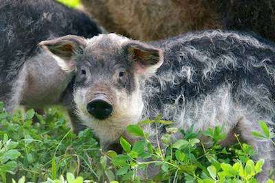 Mangalica farma - manufakrúra, chov  mangalíc a predaj mäsových výrobkov 